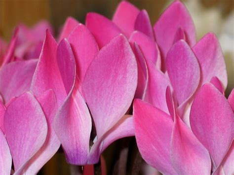 Cyclamen,pink,white,flora,ornamental plant - free image from needpix.com