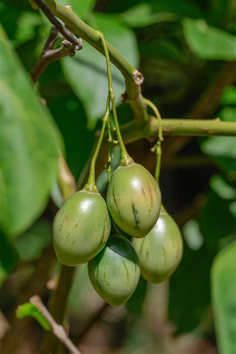 Tamarillo - Healthier Steps