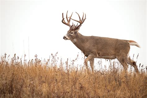 How to Kill The New Arrival Buck On Your Property - North American ...