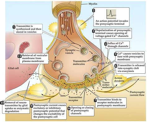 Diagram Of The Synapse