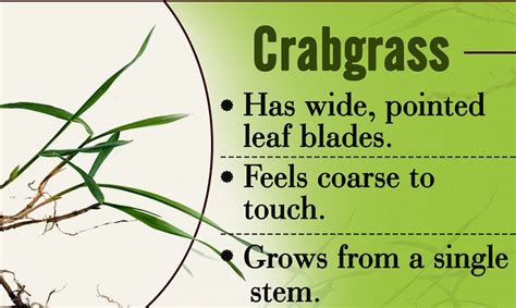 1200-609218-crabgrass-identification-tips - Alternative Earthcare