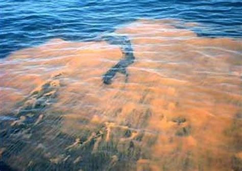 Florida Red Tide latest update: Algae blooms send people to ER, kill ...