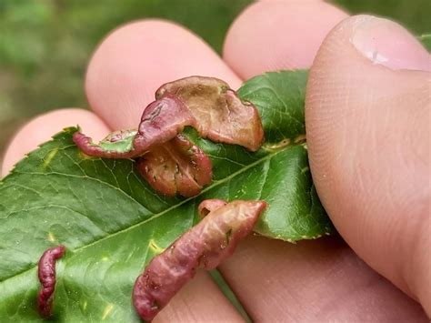 Peach leaf curl - symptoms, control and treatment