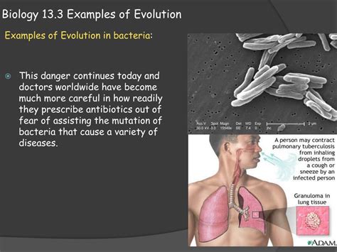 PPT - Biology 13.3 Examples of Evolution PowerPoint Presentation, free download - ID:2529447