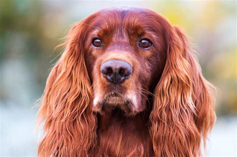 20 Long-Haired Dog Breeds PureWow | lupon.gov.ph