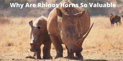 Rhino Horn Facts | How Much is a Rhino Horn Worth?