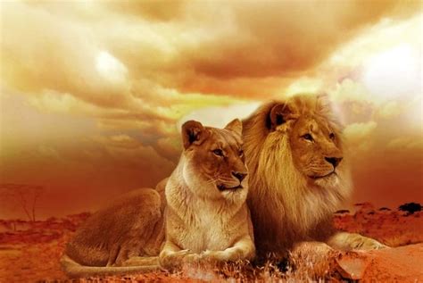 Lion Symbolism & Meaning & the Lion Spirit Animal | UniGuide