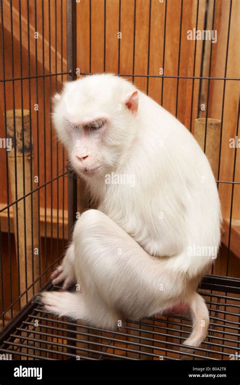 Side view of White Monkey inside cage Stock Photo - Alamy