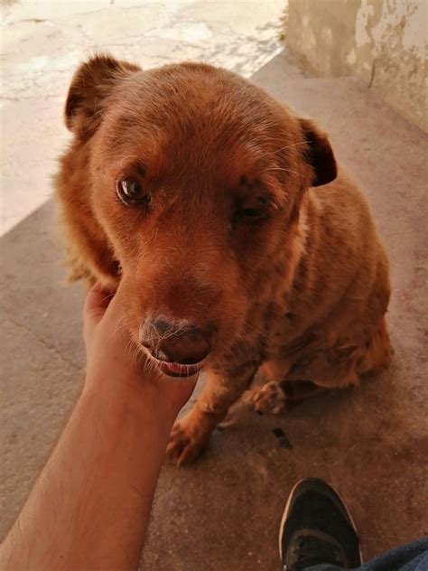 The world's oldest dog ever: Bobi takes Guinness World Record at 30 ...