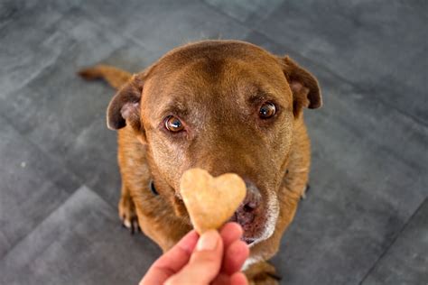 Your Dog Won't Eat His Food But Will Eat Treats? Here's What It Means - Raised Right - Human ...