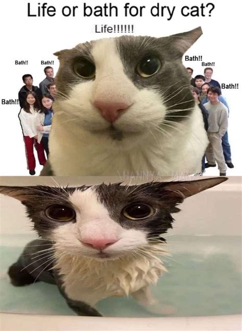 Life or bath for dry cat? | Life or Bath for Dry Cat | Know Your Meme