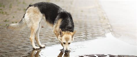 Diagnosis and Treatment of Leptospirosis in Dogs