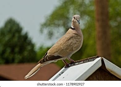 Hybrid Collared Dove Probably Part Pigeon Stock Photo 1178902927 | Shutterstock