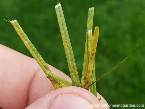 Lawn Rust - How To Identify, Treat And Prevent Rust On Grass