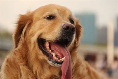 Do Golden Retriever Shed?- Top 5 Golden Shedding Solutions - SPIRE PET