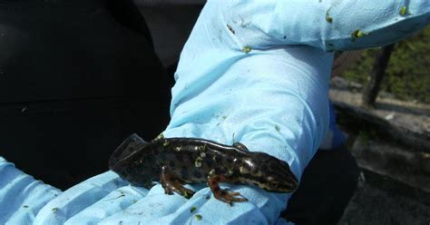 Wildlife In Newham: Smooth Newts Breeding at Beckton Pond