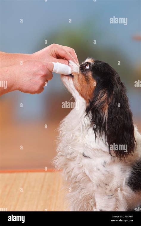 Cavalier King Charles Spaniel, tricolour, brushing his teeth with mouth cleaner Stock Photo - Alamy