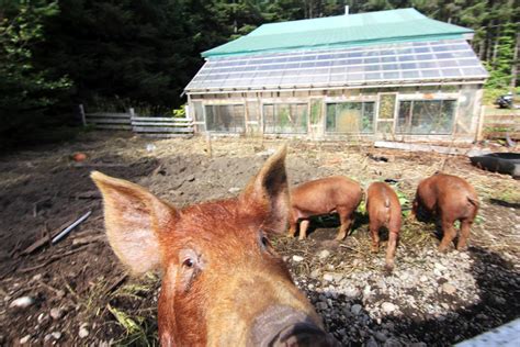 Hog farm in Alberta first in province to have deadly pig disease - Red Deer Express