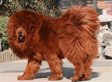 10 Most Expensive Dog Breeds in India - PetHelpful