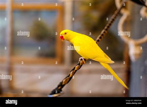 Lutino indian ringneck parakeet hi-res stock photography and images - Alamy