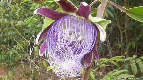 Passion flower | Rainforest flowers, Rainforest plants, Passion flower