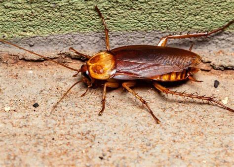 How to Get Rid of Palmetto Bugs (3 Types) 8 Ways to Kill Large Roaches » The Buginator