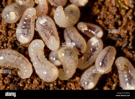 Close view detail of a bunch of baby ant larva Stock Photo - Alamy