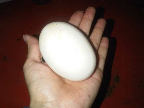 The biggest chicken egg I've ever seen. | Biggest chicken, Chicken eggs ...