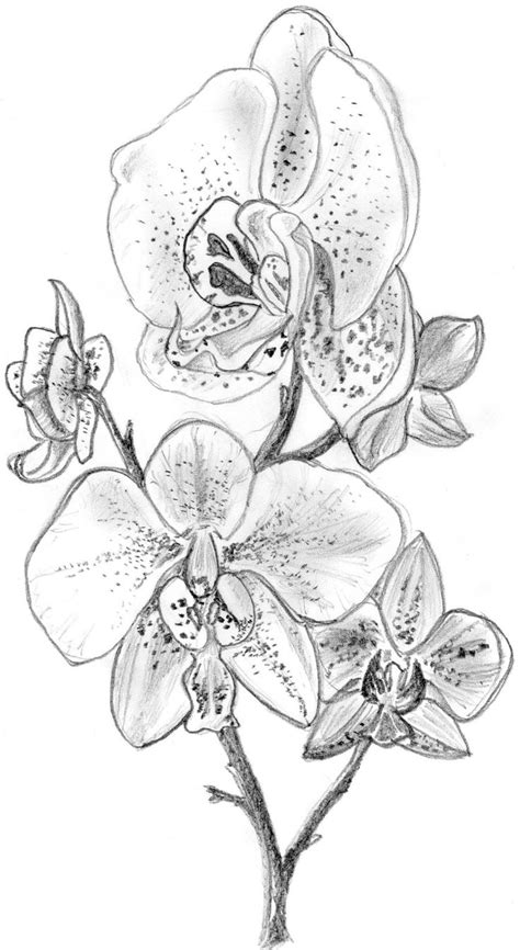 habrumalas: Orchids Drawings Images