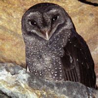 Greater Sooty Owl (Tyto tenebricosa) - Information, Pictures, Sounds - The Owl Pages