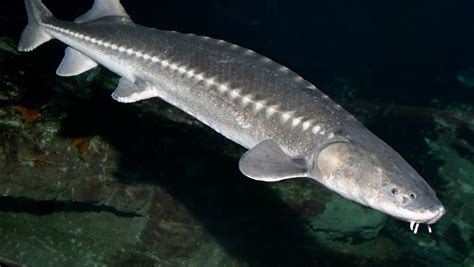 White sturgeon, Coastal Waters, Fishes, Acipenser transmontanus at the Monterey Bay Aquarium