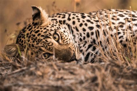 11 Leopard facts you need to know - Africa Geographic