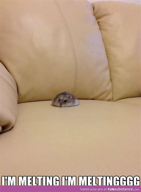 Melting hamster - FunSubstance | Cute hamsters, Funny hamsters, Cute animals