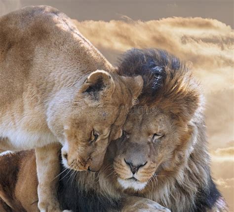 Lioness Lion Love