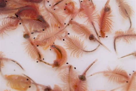 Demystifying the Diminutive Brine Shrimp: A Look at the Surprisingly ...