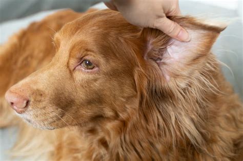 How to Prevent Yeast Infections in Your Dog's Ears in Redmond