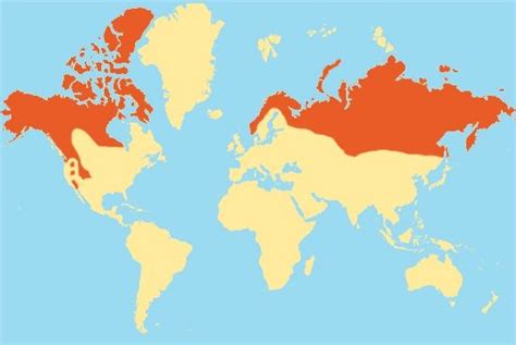 Wolverine range | Grizzly bear, Habitats, Arctic tundra