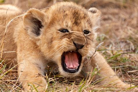 Amazing photo of lion cub shows Simba lookalike 'letting out its first roar' | The Scottish Sun