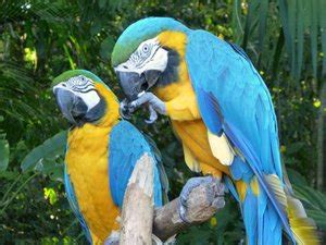 Rainforest Parrots | Photo