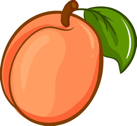 Apricot drawing, illustration, vector on white background 13481663 ...