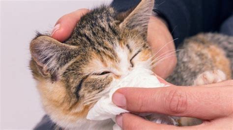 Understanding Feline Herpesvirus (FHV) and How it Affects Your Cat! - 50 Plus Marketplace News