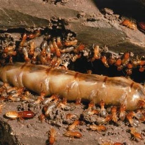 Swarmers Termites: Termite Borax