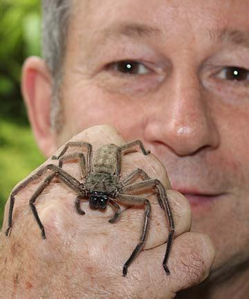 Spiders threatened | Stuff.co.nz