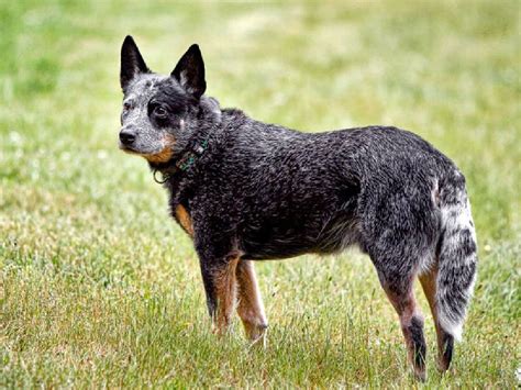 About Australian Cattle Dog: Basics of Australian Cattle Dog Training