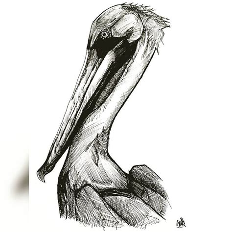 Pelican Line art | Line art, Art, Drawings