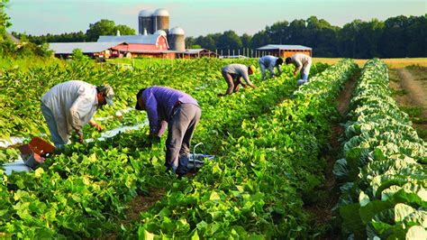 Farm-to-table concept growing, but challenging for restaurants, farmers - Triad Business Journal