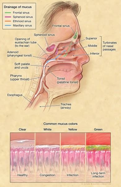 Dr. Reuben Setliff pioneer in sinus care