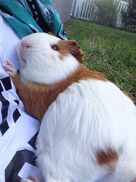 Funny Guinea Pigs — piggalicious: my human. Cute Animals Images, Cute ...