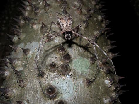 Net-throwing Spider (Deinopidae), Ankarafantsika, Madagasc… | Flickr