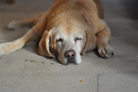 Sleeping dogs lie | Flickr - Photo Sharing!